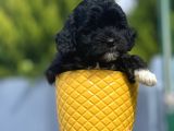 Xxsmall Morkie Bebeğim