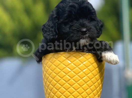 Xxsmall Morkie Bebeğim görsel