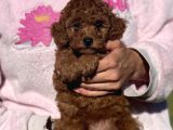 Mini Boy Shih Tzu Bebekler