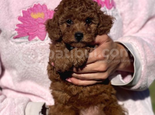 Mini Boy Shih Tzu Bebekler