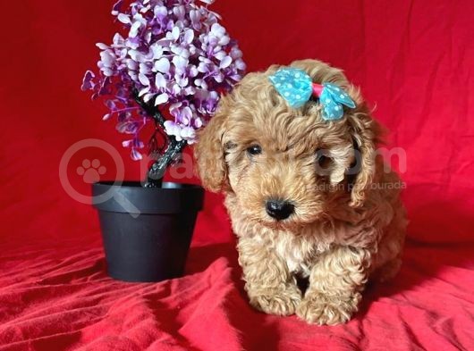 Apri̇cot Rengi̇ Toy Poodle görsel