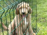 Ciftligimizden Irk ve Saglik Garantili Poodle Bebekler
