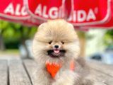 Safkan Pomeranian Boo Yavrular