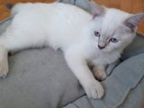 British Shorthair Yavru