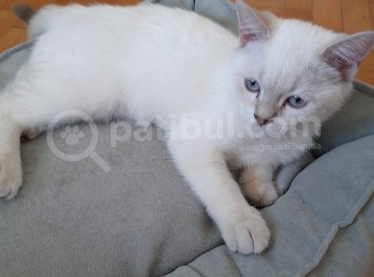 British Shorthair Yavru görsel