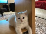 Dişi British Shorthair