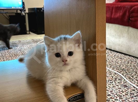 Dişi British Shorthair