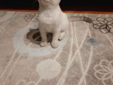British Shorthair Yavru