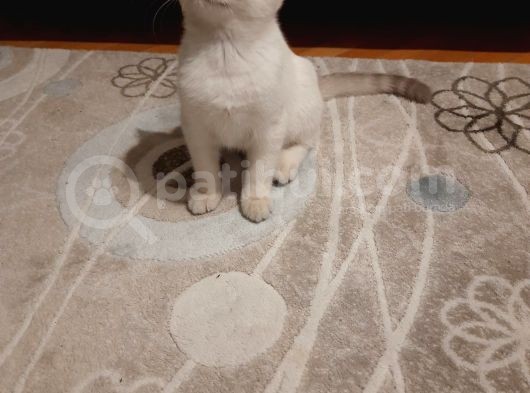 British Shorthair Yavru görsel
