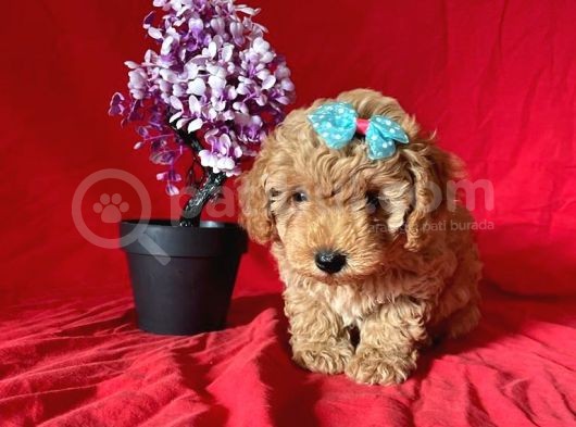 Apri̇cot Rengi̇ Toy Poodle görsel