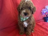 Bebek Surat Toy Poodle