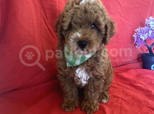Bebek Surat Toy Poodle