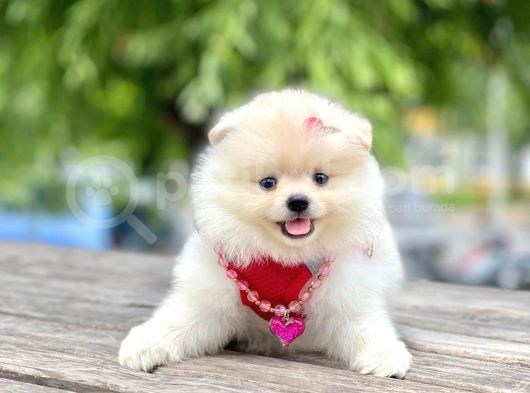 Safkan Pomeranian Boo Yavrular görsel