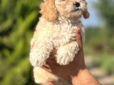 Küçük Poodle Kızım