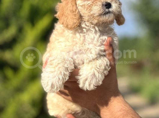 Küçük Poodle Kızım görsel