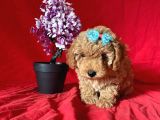 APRİCOT RENGİ TOY POODLE