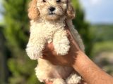 Küçük Poodle Kızım