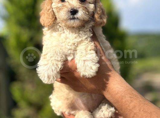 Küçük Poodle Kızım görsel