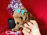 Apri̇cot Rengi̇ Toy Poodle