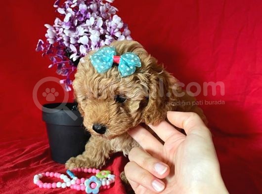 Apri̇cot Rengi̇ Toy Poodle görsel
