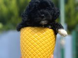 Xxsmall Morkie Bebeğim