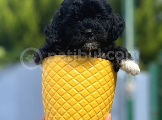 Xxsmall Morkie Bebeğim görsel