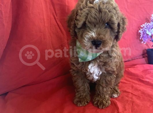 Bebek Surat Toy Poodle görsel
