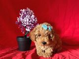 Apri̇cot Rengi̇ Toy Poodle