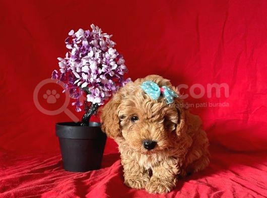 Apri̇cot Rengi̇ Toy Poodle görsel