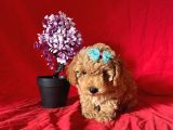Apri̇cot Rengi̇ Toy Poodle