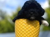 Xxsmall Morkie Bebeğim