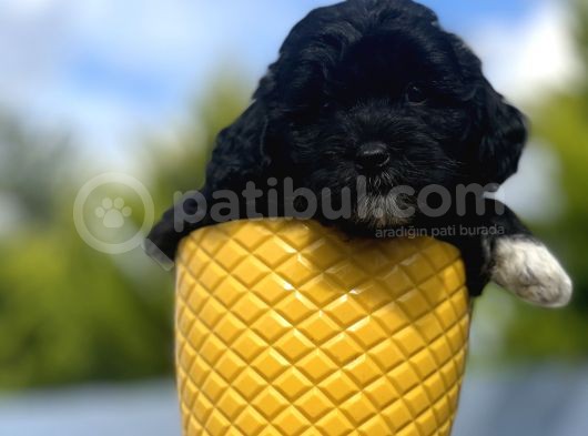 Xxsmall Morkie Bebeğim