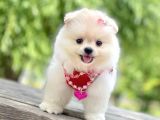 Safkan Pomeranian Boo Yavrular