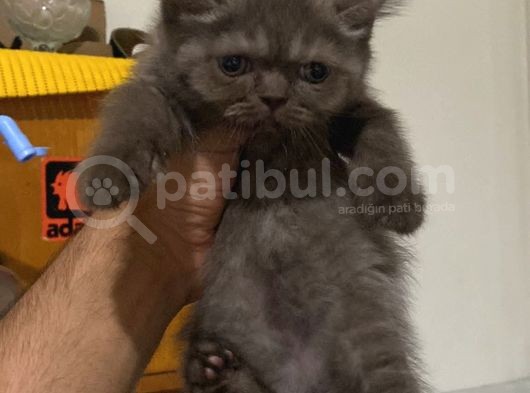 16 Nisan Doğumlu Yavrular Ve Annesi Sahiplendirilecektir Longhair Shortair Karışık görsel