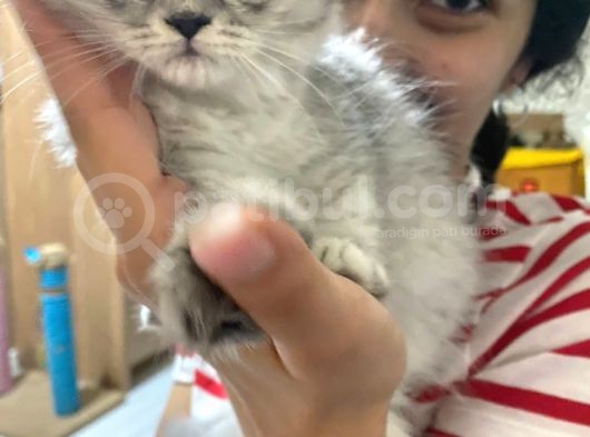 16 Nisan Doğumlu Yavrular Ve Annesi Sahiplendirilecektir Longhair Shortair Karışık görsel