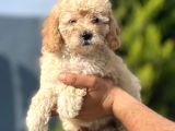 Küçük Poodle Kızım