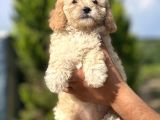Küçük Poodle Kızım