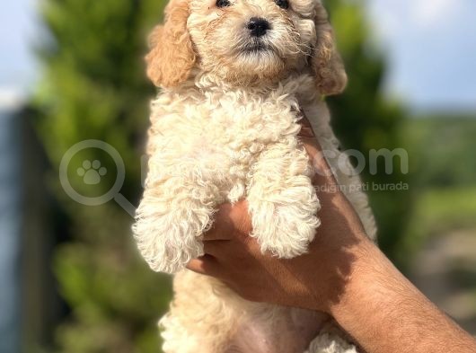 Küçük Poodle Kızım görsel