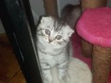 Orjinal Scottish Fold Yavrularimiz