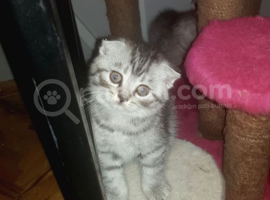 Orjinal Scottish Fold Yavrularimiz görsel