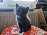 British Shorthair & Scottish Fold Yavru