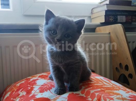 British Shorthair & Scottish Fold Yavru