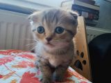 British Shorthair & Scottish Fold Yavru