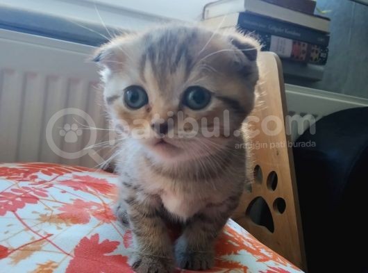 British Shorthair & Scottish Fold Yavru görsel