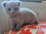 British Shorthair & Scottish Fold Yavru