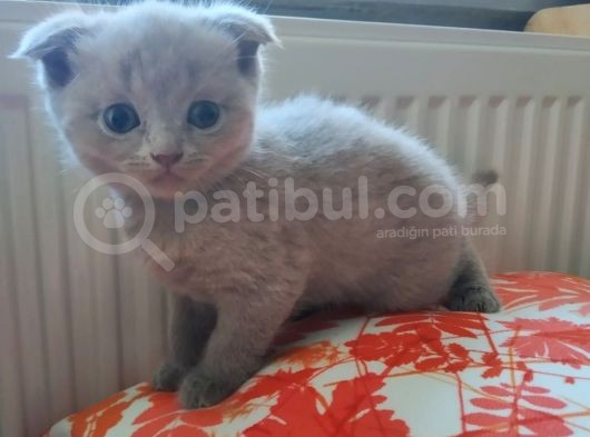 British Shorthair & Scottish Fold Yavru görsel
