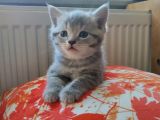 British Shorthair & Scottish Fold Yavru