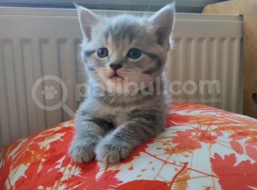 British Shorthair & Scottish Fold Yavru görsel