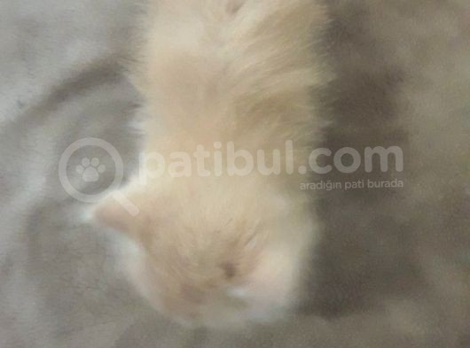 Çok Tatlı Oyuncu Yavru İran Kedimiz görsel