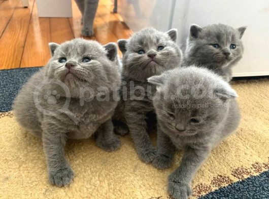 Eği̇ti̇mli̇ Bakimli Bitish görsel